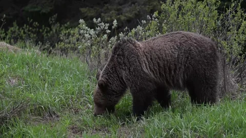 Grizzly bear in the wild Vídeos de archivo 337841474