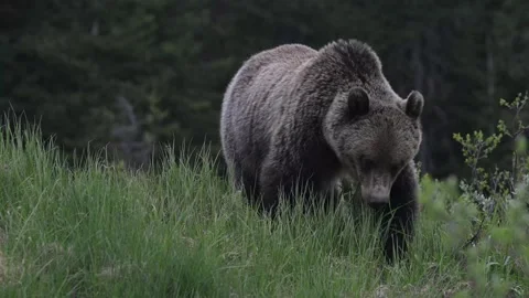 Grizzly bear in the wild Stockbeeldmateriaal 337841479