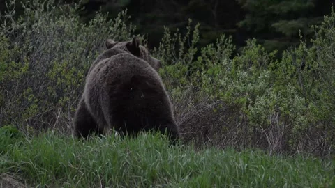 Grizzly bear in the wild Stock Footage 337841488