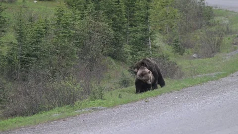 Grizzly bear in the wild Stock-Footage 337841489