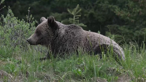 Grizzly bear in the wild Vidéo 337841496