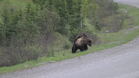 Grizzly bear in the wild Vídeos de archivo 337841497