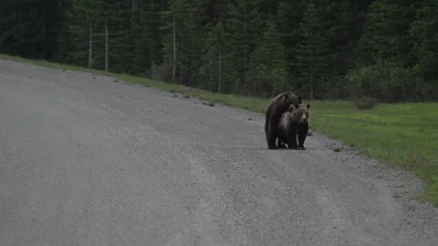 Grizzly bear in the wild Vídeos de archivo 337841499