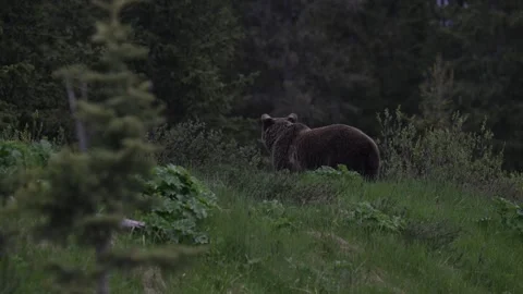 Grizzly bear in the wild Stock-Footage 337841501