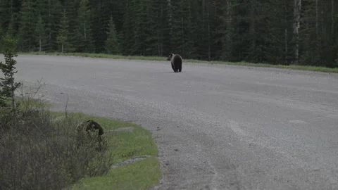 Grizzly bear in the wild Видео 337841518