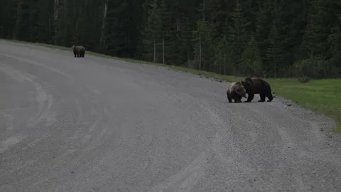 Grizzly bear in the wild Vídeos de archivo 337841519