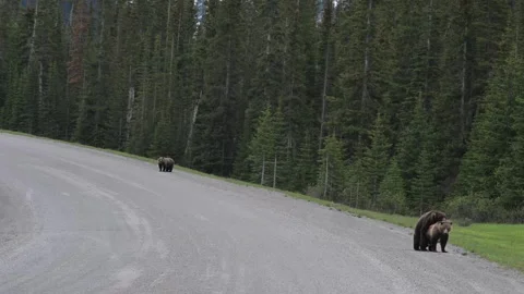 Grizzly bear in the wild 库存影片 337841538