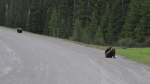 Grizzly bear in the wild Stock Footage 337841548