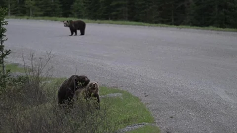 Grizzly bear in the wild 库存影片 337841550