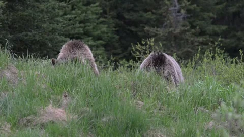 Grizzly bear in the wild Vidéo 337841556