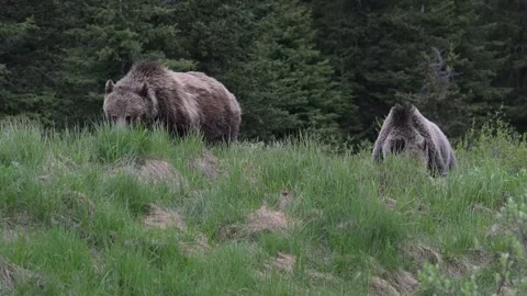 Grizzly bear in the wild Stock Footage 337841562