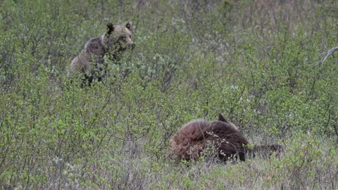 Grizzly bear in the wild Stock-Footage 337841564