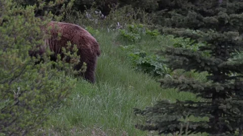 Grizzly bear in the wild Vídeos de archivo 337841569