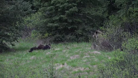 Grizzly bear in the wild Vidéo 337841602