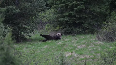 Grizzly bear in the wild Видео 337841611