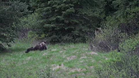 Grizzly bear in the wild Stockbeeldmateriaal 337841626