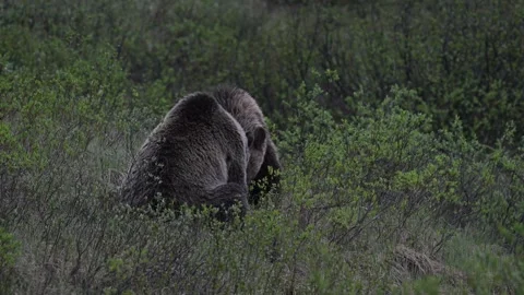 Grizzly bear in the wild Stockbeeldmateriaal 337841636