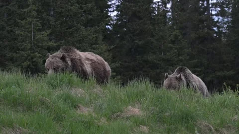 Grizzly bear in the wild Vídeos de archivo 337841645