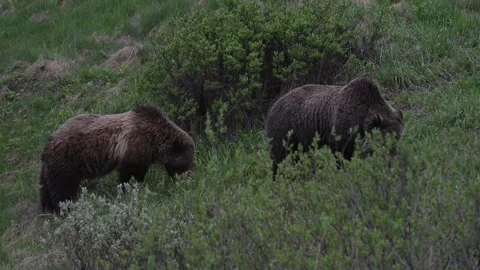 Grizzly bear in the wild 库存影片 337841652