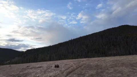 Grizzly bear in the wild Stock-Footage 337841658