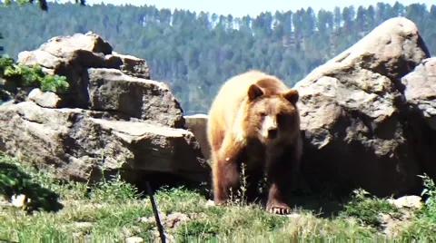Grizzly bear in wilderness. Video stock 55656637