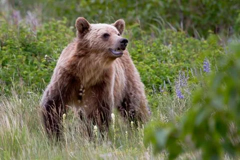Grizzly Bear in Wildflowers Stock Photos