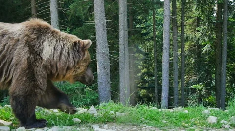 Grizzly Bear in the woods of Alaska Stock Footage