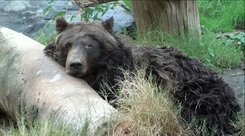 Grizzly Bear in Woods Видео 12043545