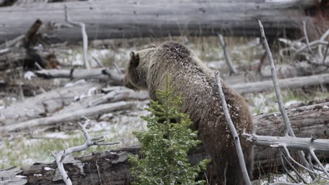 Grizzly Bear  in Wyoming in Springtime Vídeos de archivo 310142319