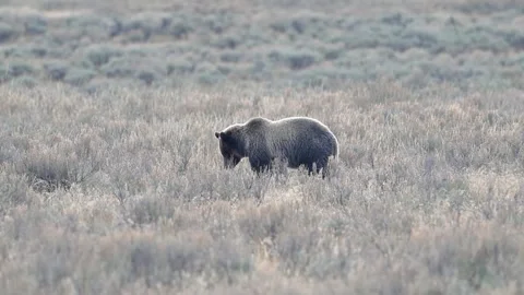 Grizzly bear of Yellowstone! Stock Footage 318580803