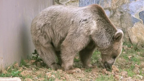 Grizzly bear at zoo Video stock 79546563