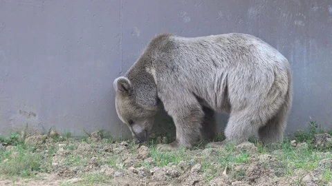 Grizzly bear at zoo Stock Footage 79547048