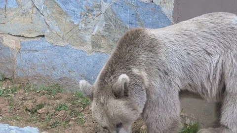 Grizzly bear at zoo Stock Footage 79905714
