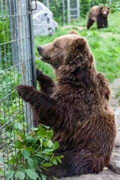 Grizzly Bears in Captivity Foto stock