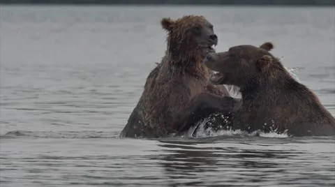 Grizzly Bears fighting Видео 54169255
