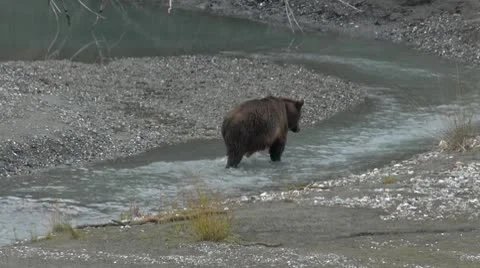 Grizzly Bears Stock Footage 8991525