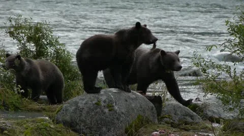 Grizzly Bears Stock Footage 8991535