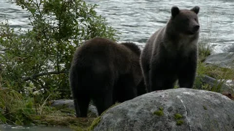 Grizzly Bears Stock Footage 8991544