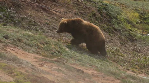 Grizzly bears 動画素材 32455457