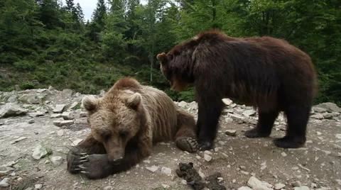 Grizzly bears in forest Stock Footage 67834065