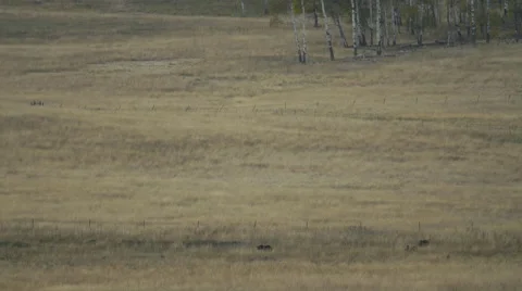 Grizzly Bears In Meadow Digging For Roots 02 Stock Footage 55306608