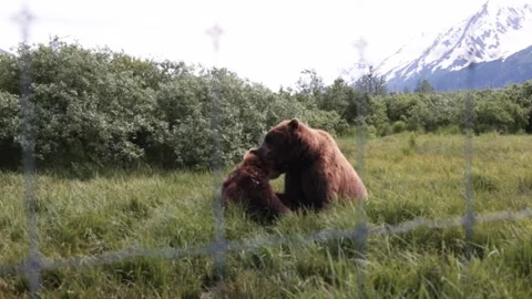 Grizzly Bears playing Video stock 154074016