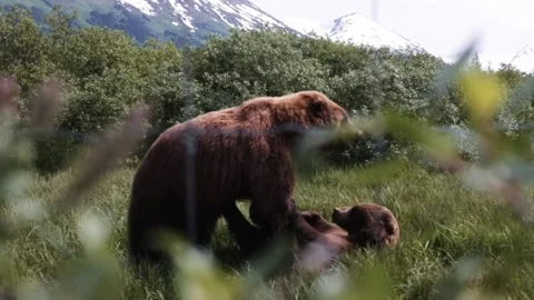 Grizzly Bears Playing Video stock 154074023