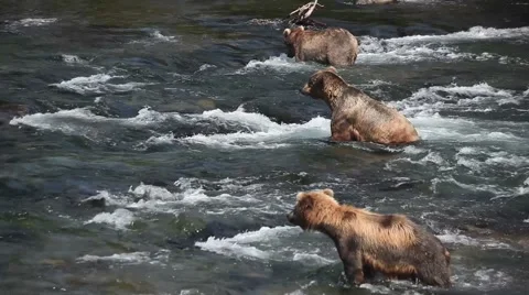 Grizzly Bears in river looking for fish -3 Видео 1031638
