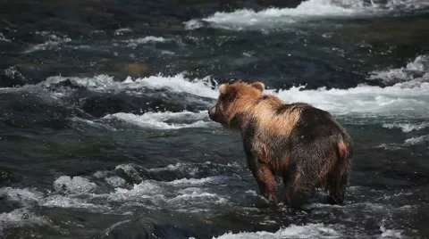 Grizzly Bears in river looking for fish -4 Stock-Footage 1032800
