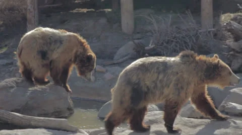 Grizzly bears in slow motion Stock Footage 25593491