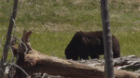 Grizzly behind dead trees feeds on sunny meadow grass Video stock 62756744