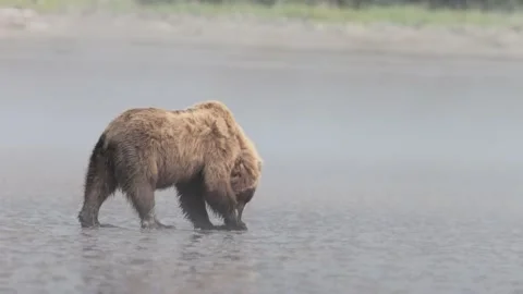 Grizzly brown bear finding clams Stock Footage 201947951