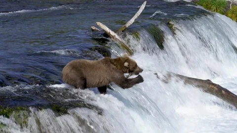 Grizzly catches fish and eats Stock Footage 115515412