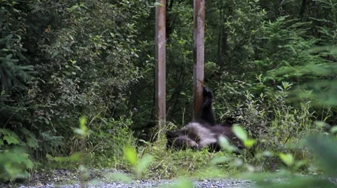 Grizzly cub Stock Footage 8599095